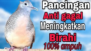 Download lagu Perkutut lokal gacor Pancingan anti gagal meningkatkan Birahi 100% ampuh mp3