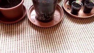 Meine Erfolge! Mango, Zitronen, Mammut, Orangen, Möhren, Salat, Radies Teil 5