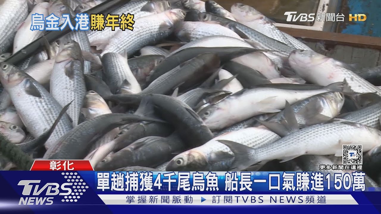 單趟捕獲4千尾烏魚 船長一口氣賺進150萬