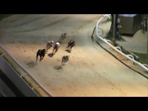 2017 WILLIAM HILL FESTIVAL FLYER - HEAT 1 - T1 ROXHOLME HAT