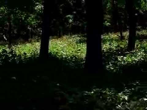 Bujorul de la Plenita