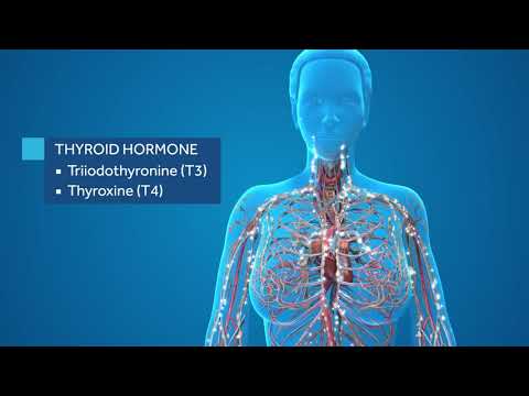 Thyroid Gland Anatomy Video