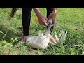 Slaughter Duck