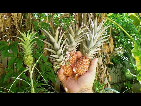 , title : 'How To Grow Dwarf Pineapple Plant Indoors - Gardening Tips'