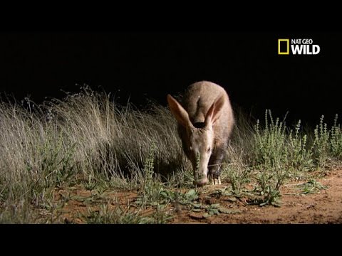 L'oryctérope et le pangolin, des espèces définitivement old school