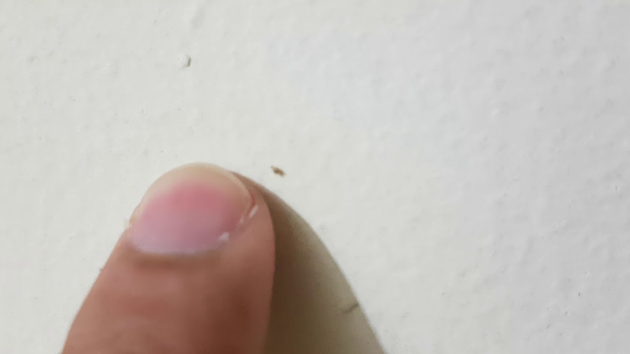 Insectos Microscópicos