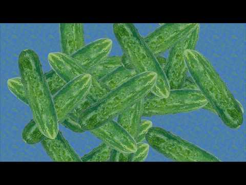 Bitchin' Kitchen - Smacked Cucumber with Francis Woolf