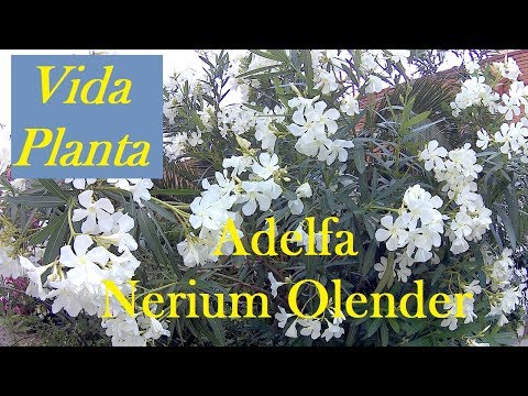 , title : 'Vida Planta | Cuidados de la Adelfa o Nerium Oleander'
