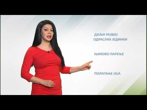 Zelena prognoza, 17.4.2017. - O stanju u zasadima krušaka