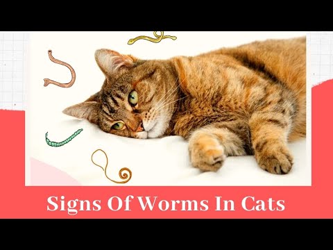 YouTube video about Cats' Telltale Signs of Worm Infections