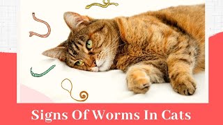 Signs Of Worms In Cats 😾Cat Worms: Causes And Symptoms