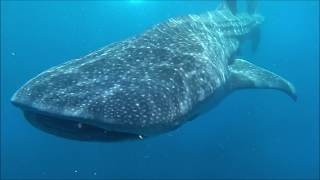 preview picture of video 'Snorkeling | Isla Holbox | whale sharks'