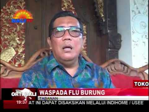 WASPADA FLU BURUNG