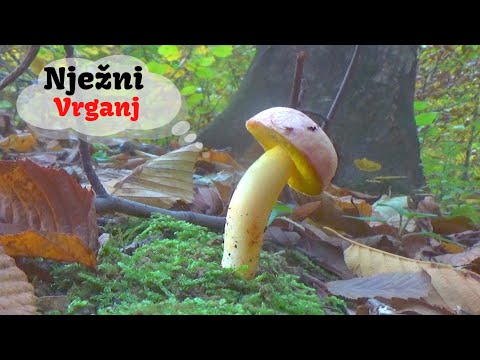 Nježni Vrganj - Lat. Aureoboletus gentilis