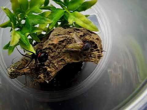 Madagascar Black Widow Spider (Latrodectus menavodi)