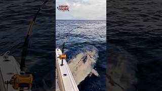 Download lagu MONSTER TUNA‼️ One Strike = Lost My Rod #short #fish #fishing #trending #amazing #viralvideo mp3 Download lagu MONSTER TUNA‼️ One Strike = Lost My Rod #short #fish #fishing #trending #amazing #viralvideo mp3