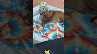 Video preview image #1 Labbe Puppy For Sale in York, SC, USA