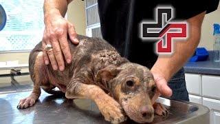 Let's Change this Monster Back into a Puppy