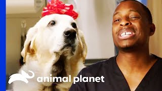 Gus The Labrador Has A Huge Painful Growth On His Neck | The Vet Life