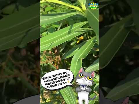 神話か現実か: キョウチクトウは他の植物に有毒?私たちは本物と偽物を区別します！  庭園