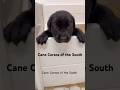 Cane Corso dogs for sale: Cane Corso Puppy 1 - Video 2