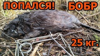 Ловля бобров осенью капканами