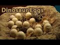 Documentary Science - Dinosaur Eggs and Babies