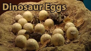 Dinosaur Eggs & Babies - Full Program