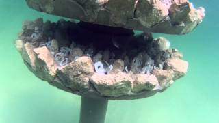 preview picture of video 'Snorkeling the Navarre Beach artificial reef 9-29-12.mp4'