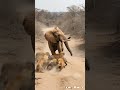 Elephant Single Hero Vs Hyenas Shorts Elephant Hyena Wildlife