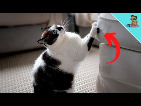 HOW TO Stop Your Cat From Scratching Furniture!
