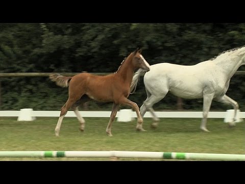 Hf v Danciano x Fuerst Heinrich