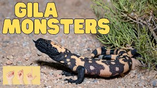 ASL Gila Monsters