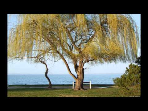 The Roc Project - Never (B-sensual vs. No!End Remix)