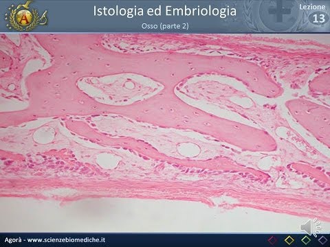 Istologia 13 - Osso (parte 2)