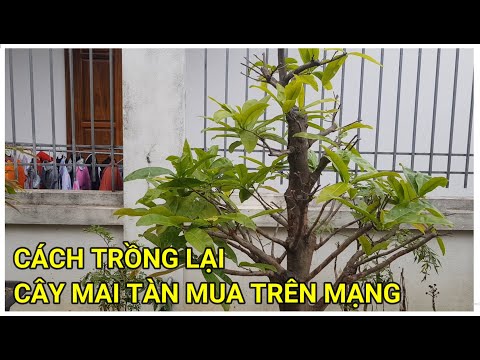 🔴 QBS22191 - CÁCH TRỒNG LẠI CÂY MAI TÀN MUA TRÊN MẠNG VỀ | CÁCH TRỒNG LẠI CÂY MAI PHÔI MUA TRÊN MẠNG