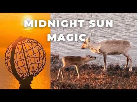 Cute Reindeer Baby | North Cape Norway Midnight Sun | Rentier Mitternachtssonne | Nordkap Norwegen