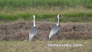石垣島2例目のマナヅル、越冬サシバ(動画あり)