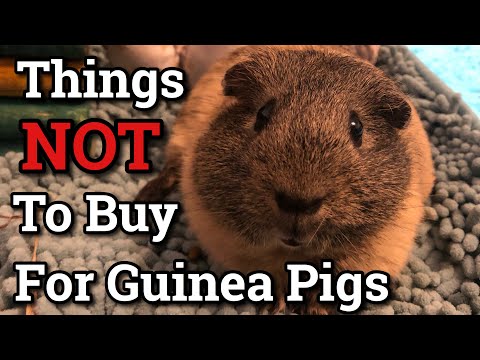 YouTube video about: Are salt wheels good for guinea pigs?