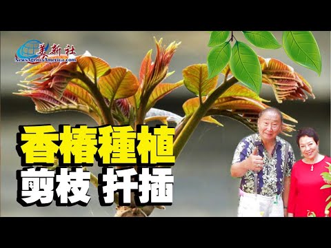 香椿樹種植