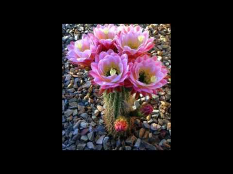 Viki de colonvia pobre gorrión