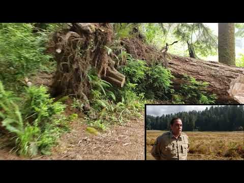 Run in the Redwoods Virtual 5K  Interpretive