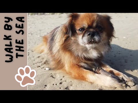 December at the Beach | Tibetan Spaniel Daki