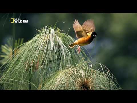 Africa Largest Wetland (The Sudd)