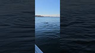 Dolphins chasing Port Adelaide River Cruise boat 👍