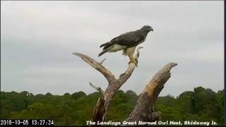 Juvenile Red-tailed Hawk on our pine tree - Landings Great Horned Owl, Ga