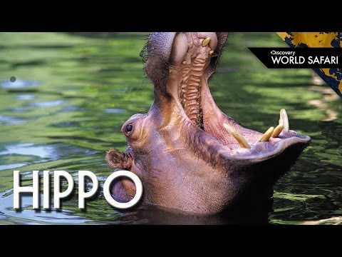 阿河一路好走QQ！有關河馬的9種超級秘密 (9 Hippo Facts You Never Knew)