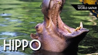 9 Hippo Facts You Never Knew