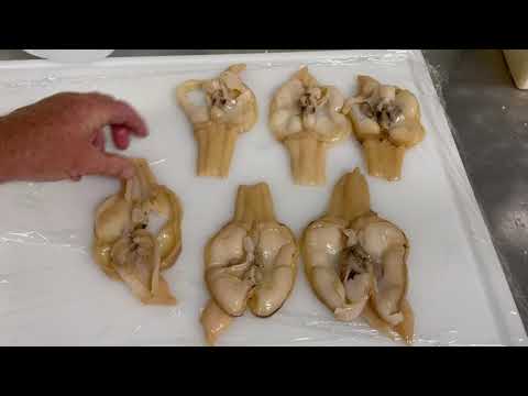 Razor Clam Tenderizing Step