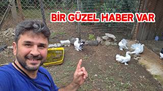 Rakkas Güvercinleri Yeni Bir Kümese Yerleştirdim